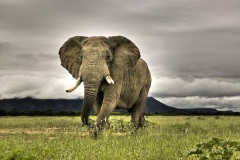 frican Elephant Walking on Savanna, Marakele National Park, South Africa