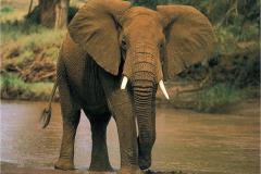 فيل elephant