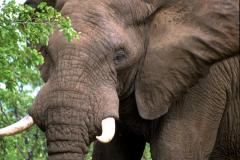 فيل  Elephant 2