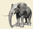 فيل  Elephant 4