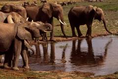 فيل  Elephant 8