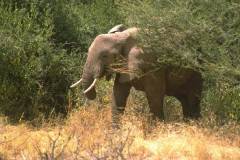 فيل  Elephant 10