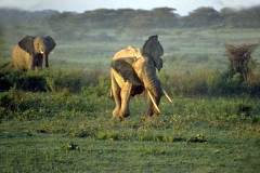 فيل  Elephant 11