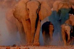 فيل  Elephant 14
