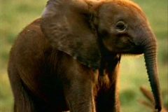 فيل  Elephant 15