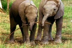 فيل  Elephant 2