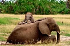 فيل  Elephant 3