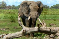 فيل  Elephant 4
