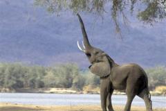 فيل  Elephant 7