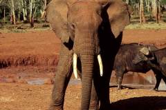 فيل  Elephant 8