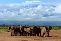 فيل  Elephant 10