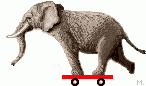فيل  Elephant 11