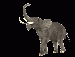 فيل  Elephant 12