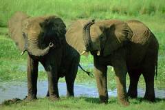 فيل  Elephant 13
