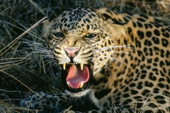 فهد leopard