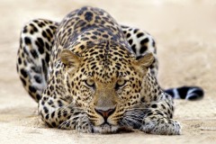 فهد leopard