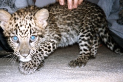 فهد leopard