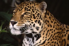 فهد leopard