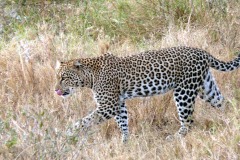 فهد leopard