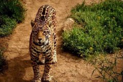 فهد leopard