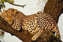 فهد leopard