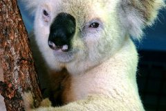 كوالا koala