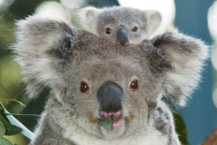 Koala Baby07RAM