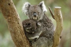 كوالا koala