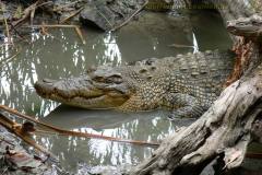 Leistenkrokodil, Queensland, Australien - salt water crocodile, Queensland, Australia