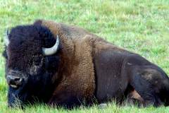 جاموس buffalo