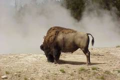 جاموس buffalo