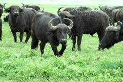 جاموس buffalo