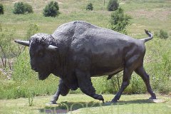 جاموس buffalo