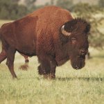 جاموس buffalo