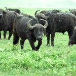 جاموس buffalo
