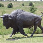 جاموس buffalo