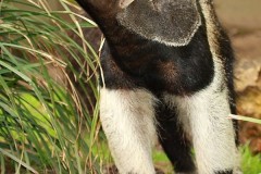 ثور bull10