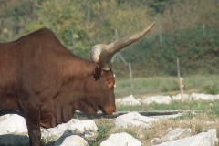 ثور bull
