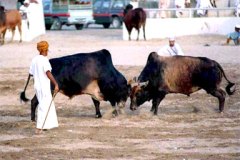 ثور bull