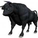 ثور bull