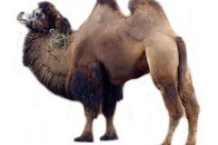 جمل camel