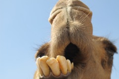 جمل camel