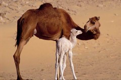 جمل camel