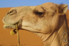 جمل camel