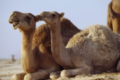 جمل camel