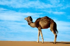 جمل camel