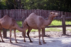 جمل camel