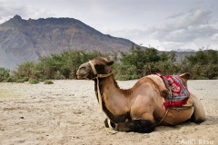 Bactrian Camel. Hundur, Nubra Valley, Ladakh, India