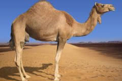 جمل camel