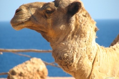 جمل camel